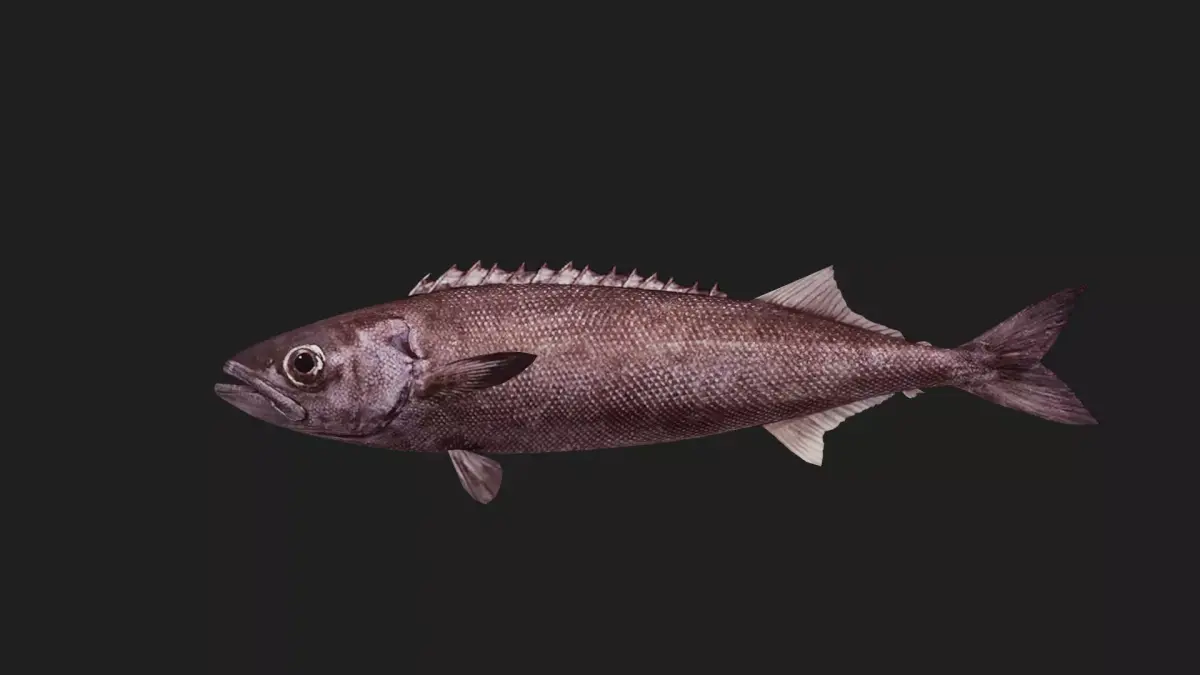 Oilfish Low-poly 3D model