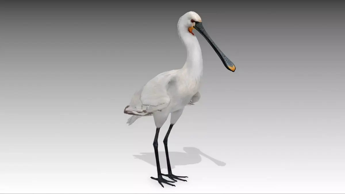 Spoonbill stork Low-poly 3D model