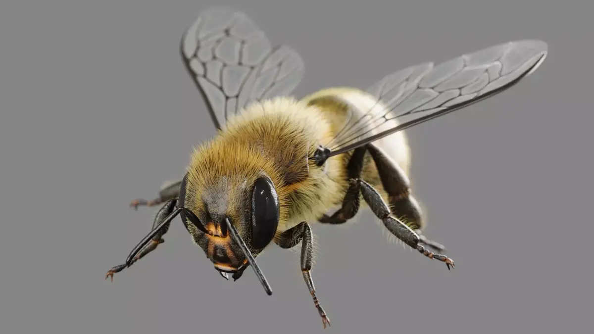 Bee 3D model 3D model