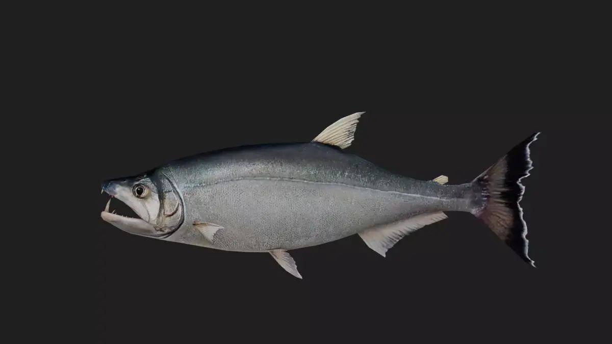 Payara Low-poly 3D model