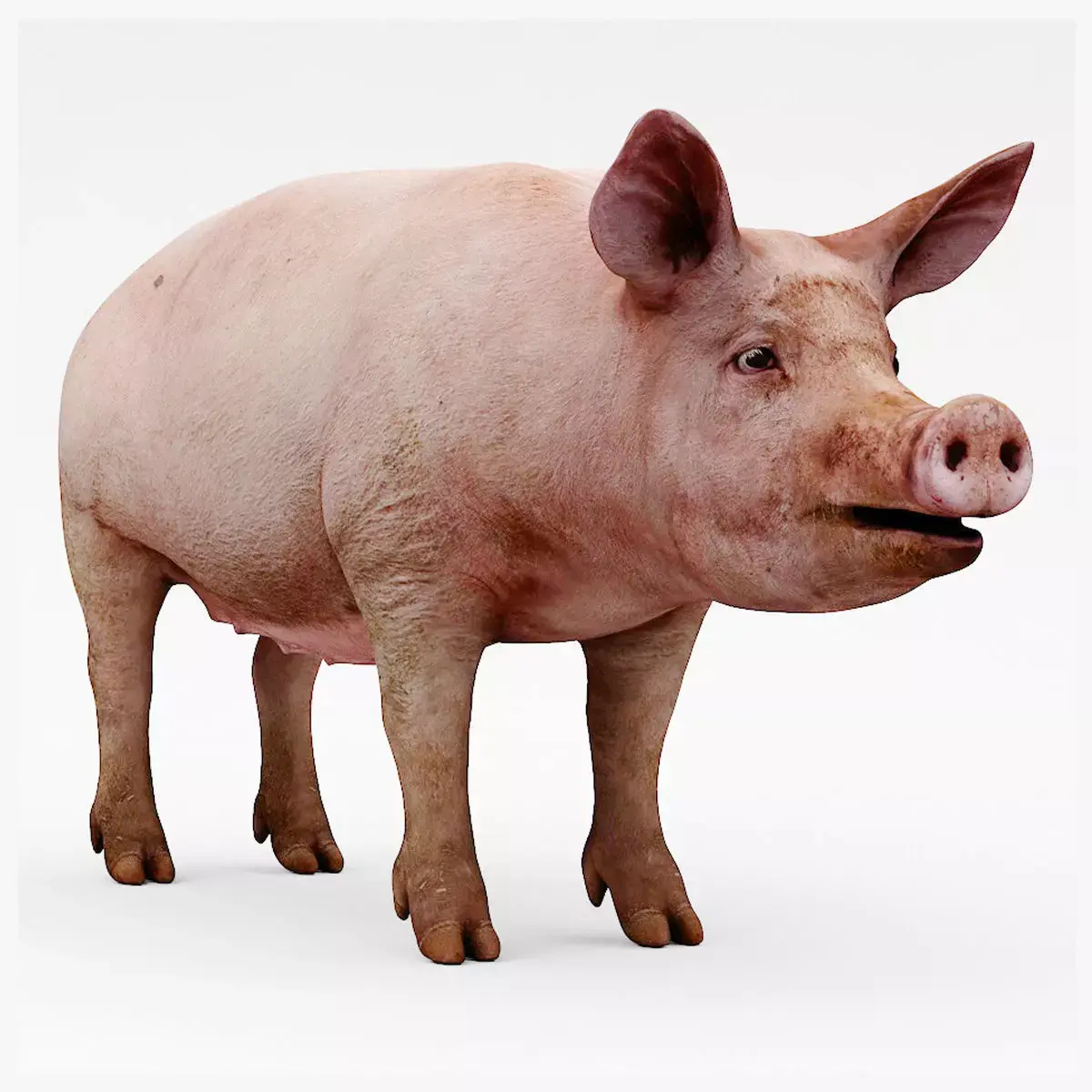 farm pig 3D model