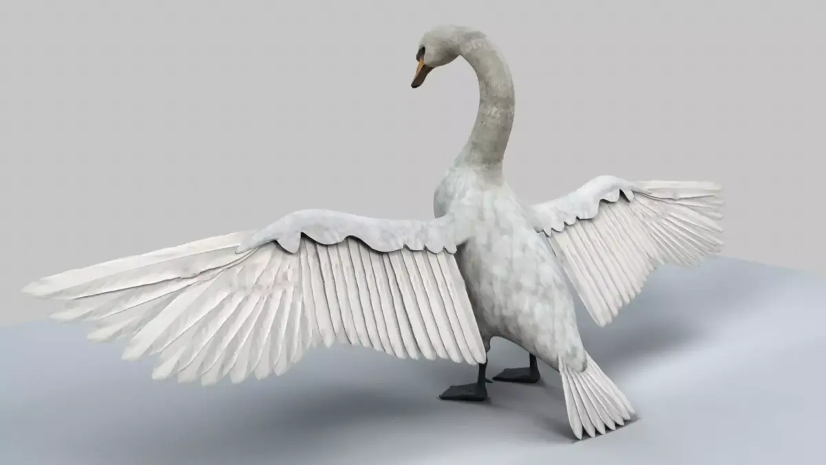 White Swan 3D model buy