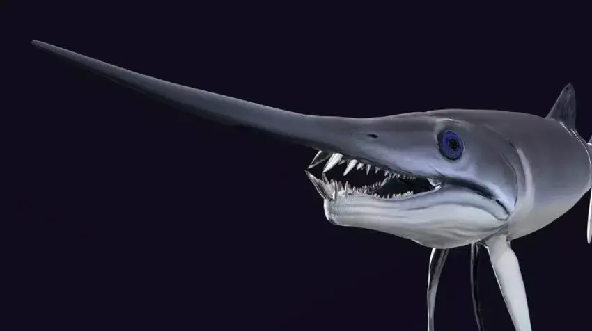 Protosphyraena nitida  Low-poly 3D model