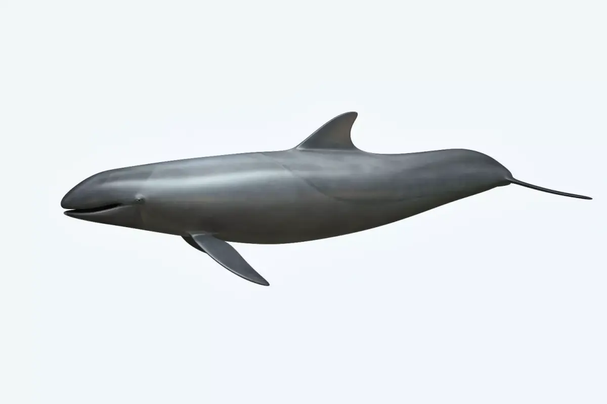 False Killer Whale 3D model
