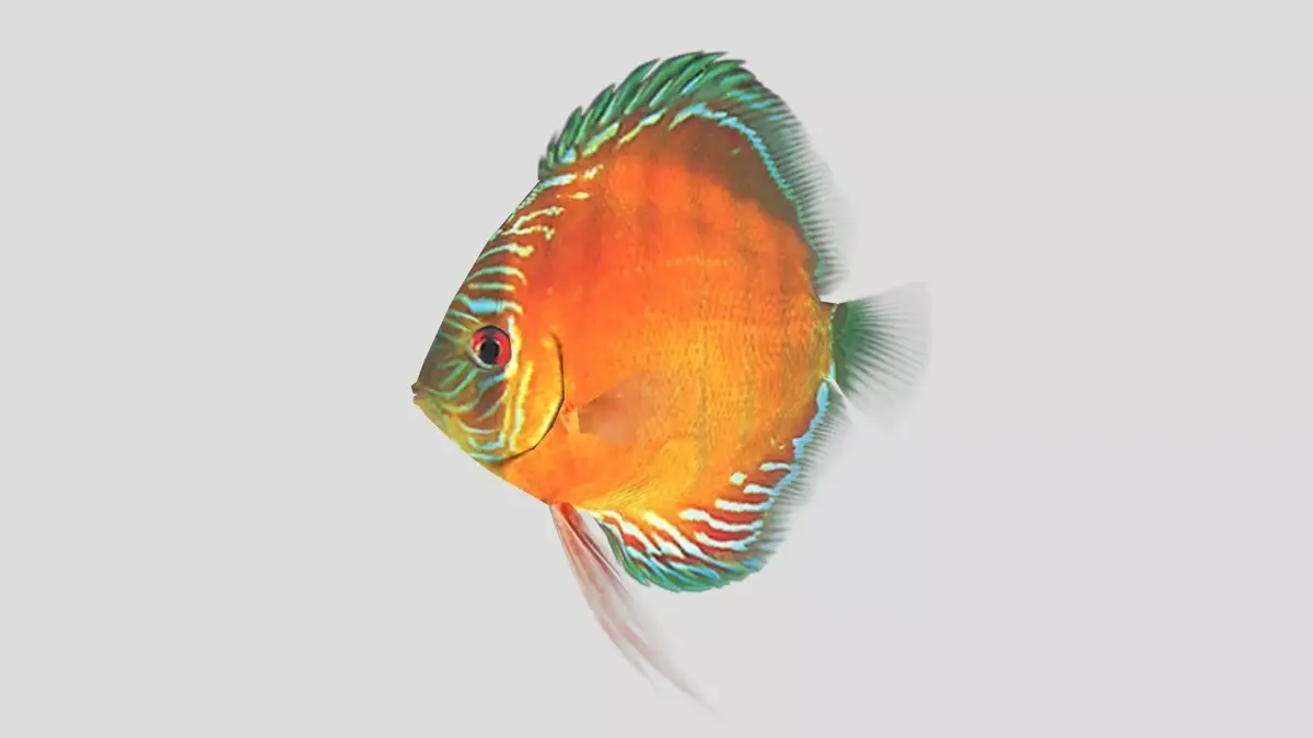  Alenquer Discus Fish Low-poly 3D model