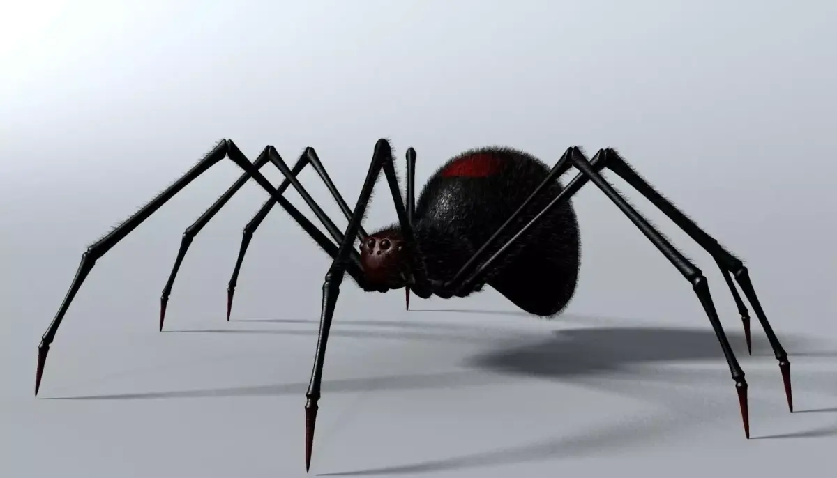 Black Spider Rigged Low-poly 3D model