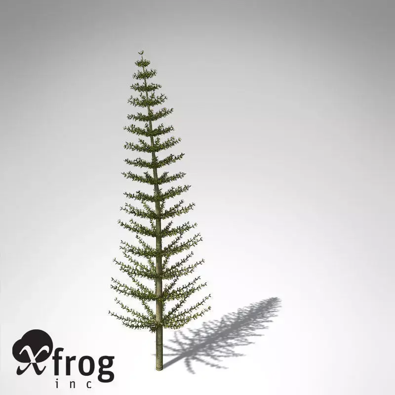 XfrogPlants Calamites 3D model