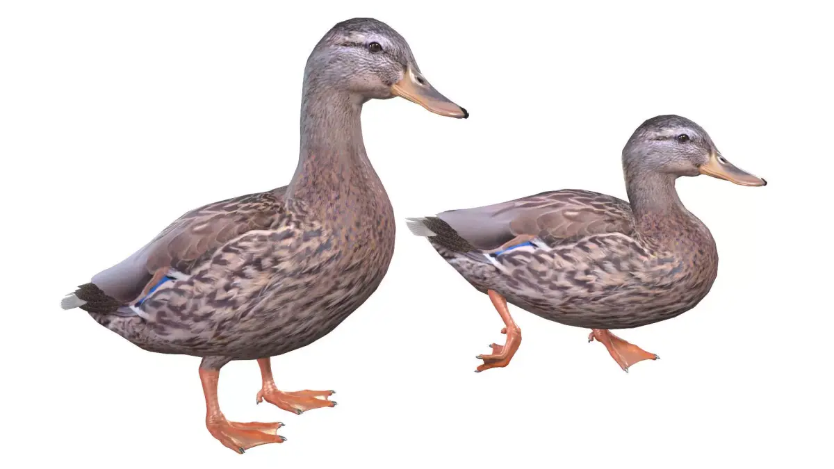 Mallard Duck Female 3D model
