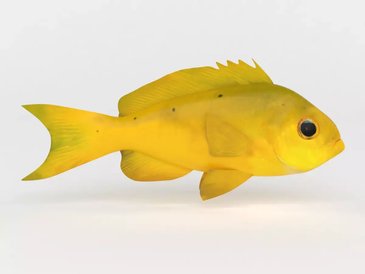 Creole Fish 3D model