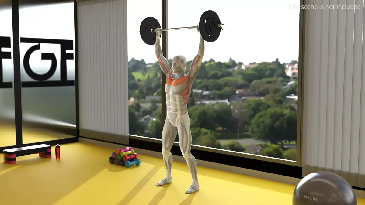 Male Muscular System Shoulder Press Animated Rigged for Maya 3D model purchase