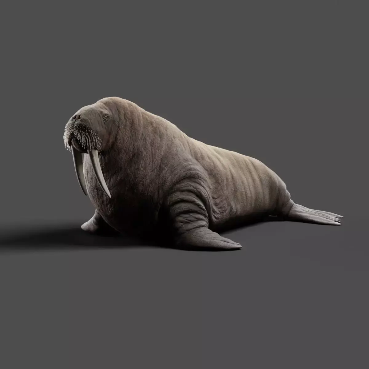 Walrus Animation - Blender 3D model