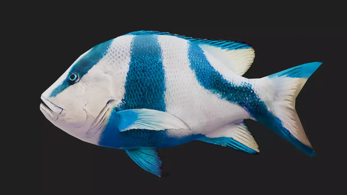 Snapper Low-poly 3D model 12
