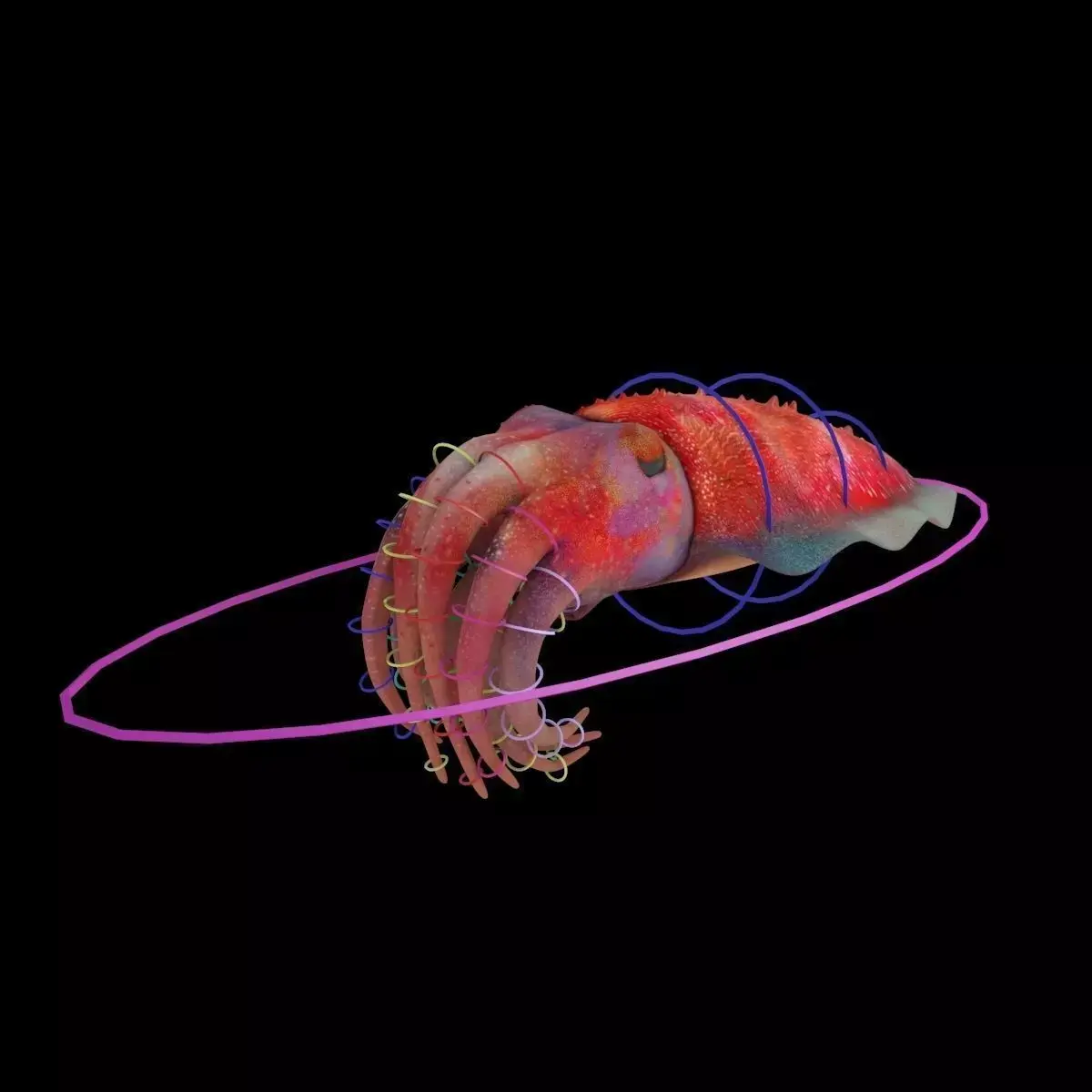 Cuttlefish Rigged Animated 3D model