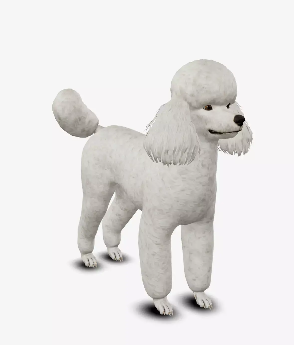 Dog Poodle Low-poly 3D model