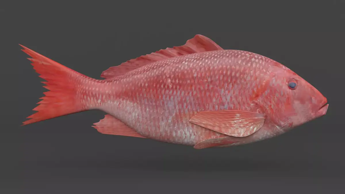 Red Snapper Fish 3D model