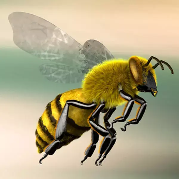 A lovely Bee 3D model