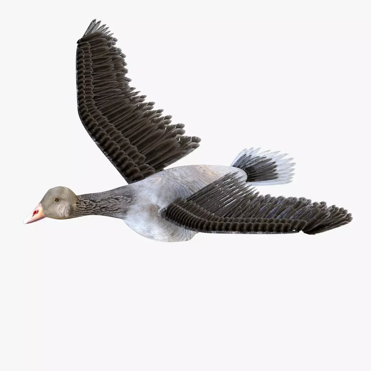 Goose bird rigged 3d model Low-poly 3D model