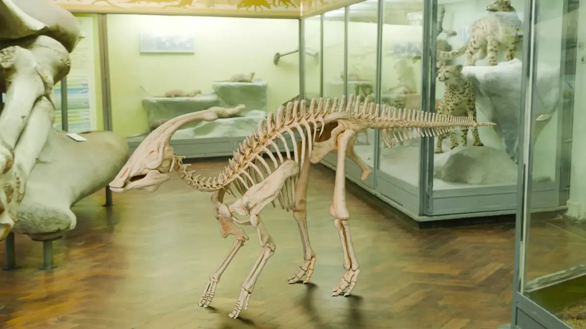 Realistic Ancient Reptilians Fossil - Parasaurus Low-poly 3D model