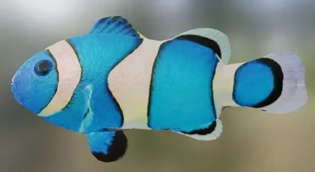 Blue Nemo Fish 3D model