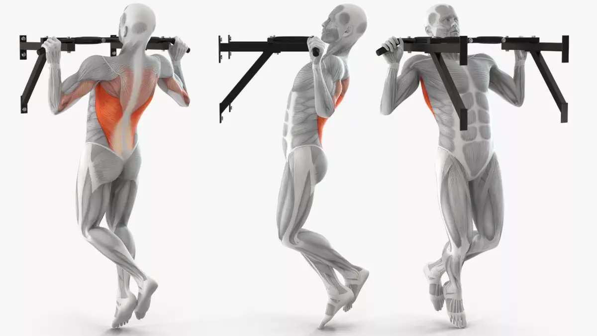 Male Muscular System Pull-up Animated Rigged for Cinema 4D 3D model purchase