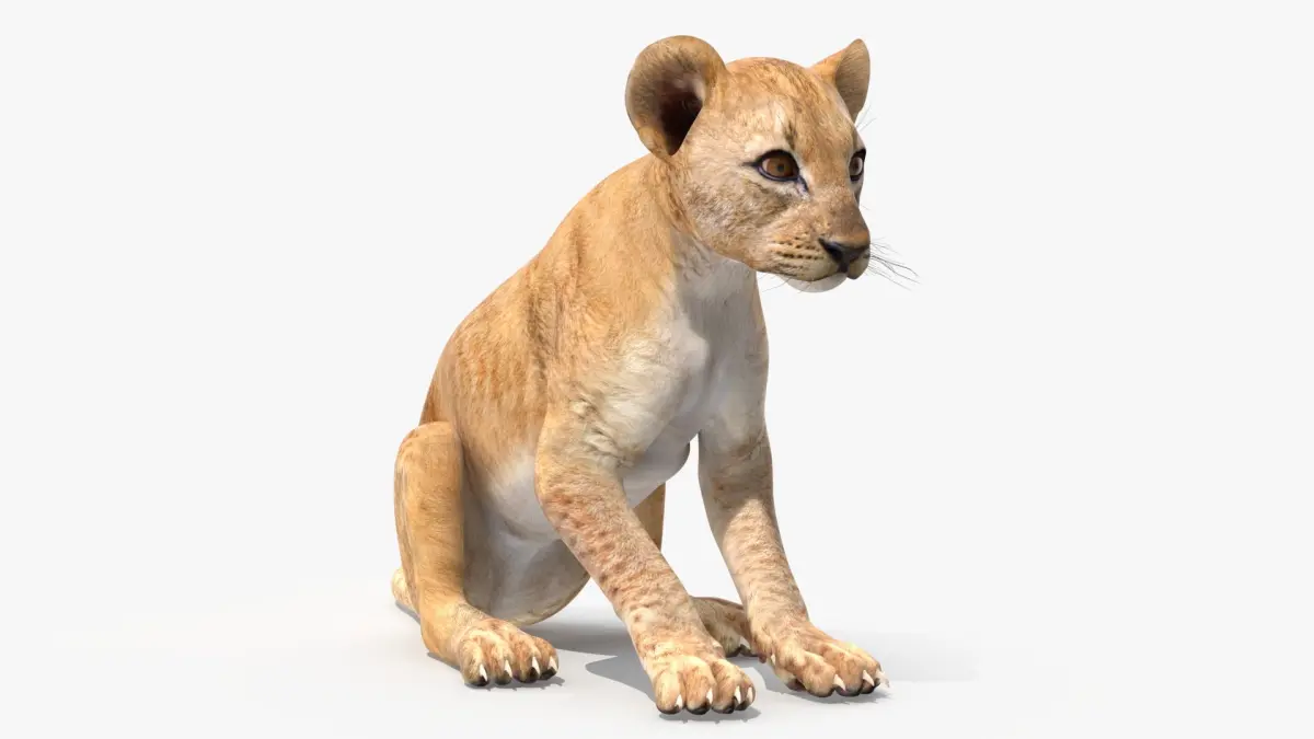 Lion Cub Sitting 3D model