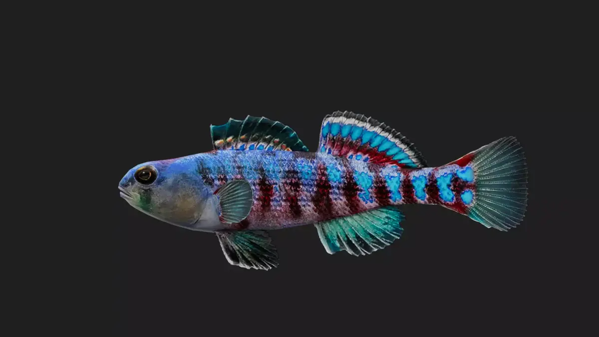 Darter Low-poly 3D model buy