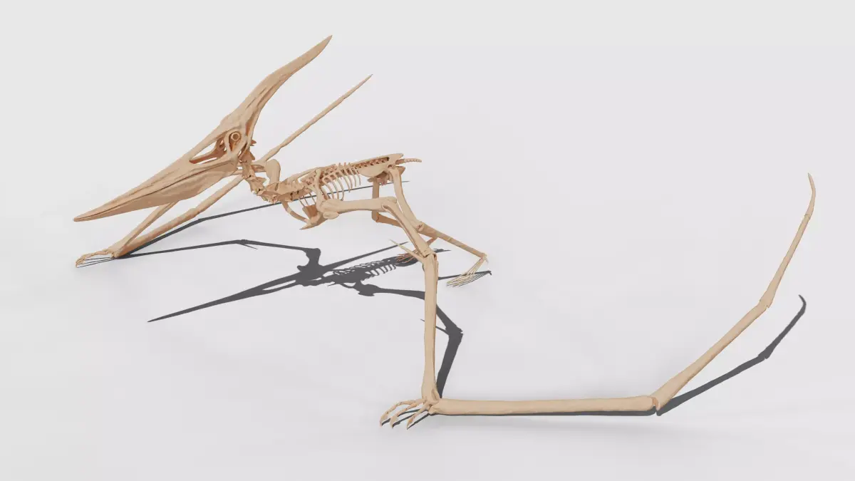 Pteranodon Skeleton 3D model Low-poly 3D model