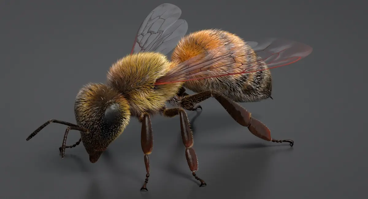 Realistic Honey Bee 3D model purchase
