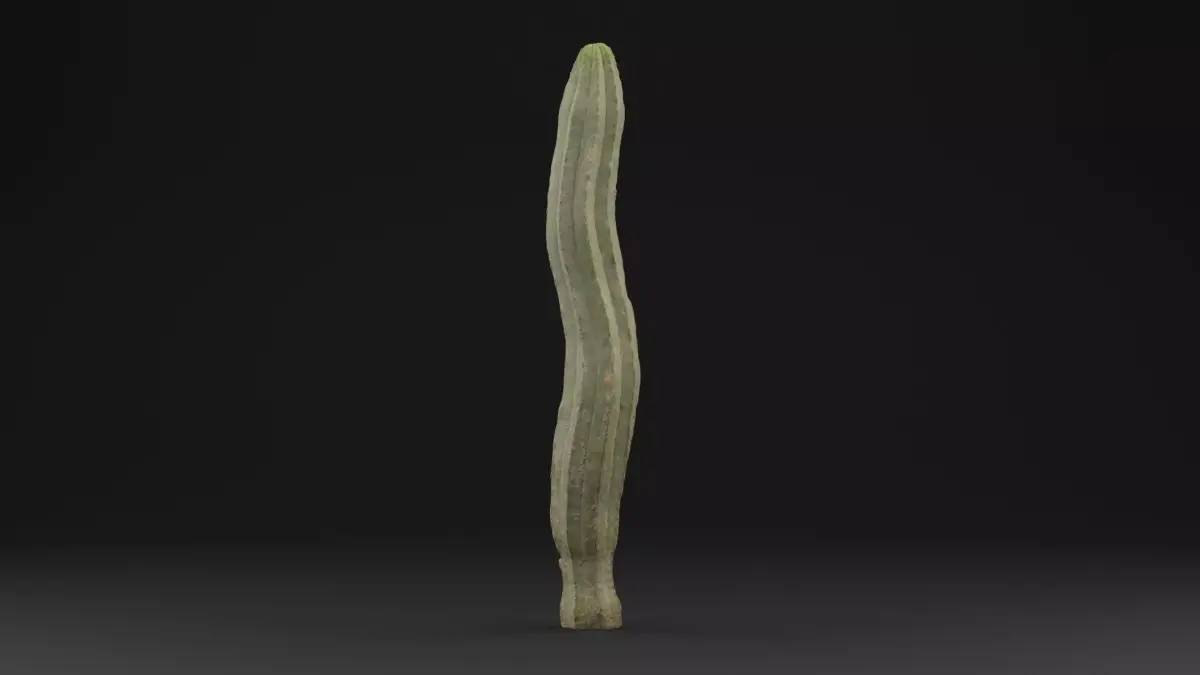 Cactus Plant Low-poly 3D model