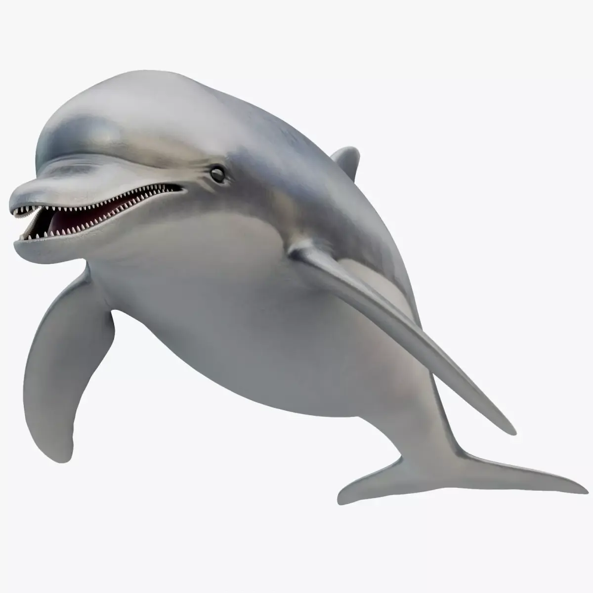 Dolphin Rigged Low-poly 3D model purchase
