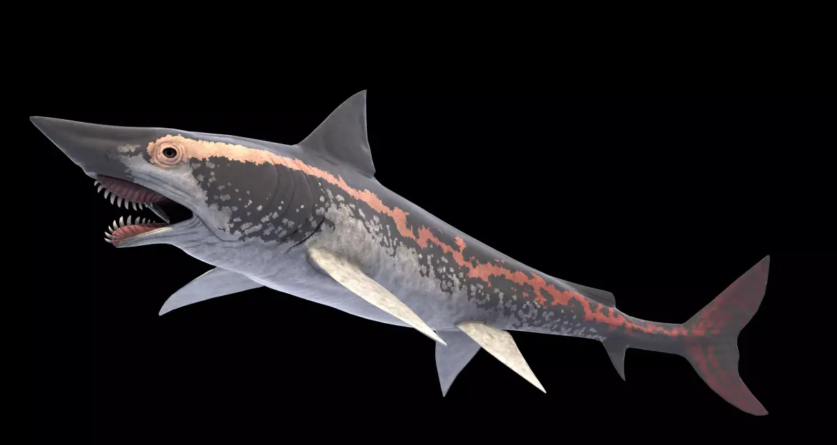 Edestus Shark Asset Pack Low-poly 3D model