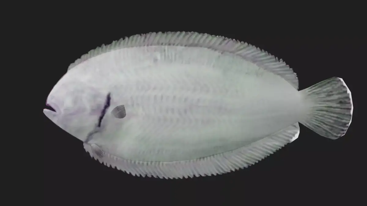 Flatfish Low-poly 3D model 2