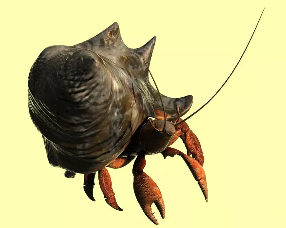 Hermit crabs sand crabs hand crabs sea animals 3D model