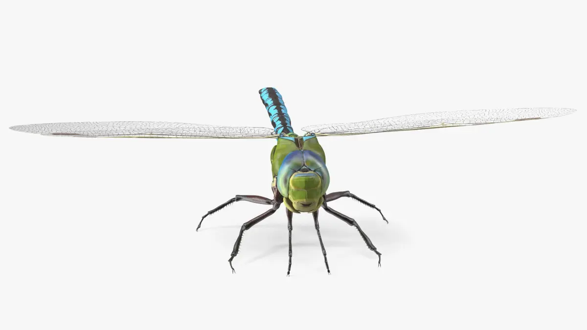 Dragonfly Rigged for Cinema 4D 3D model