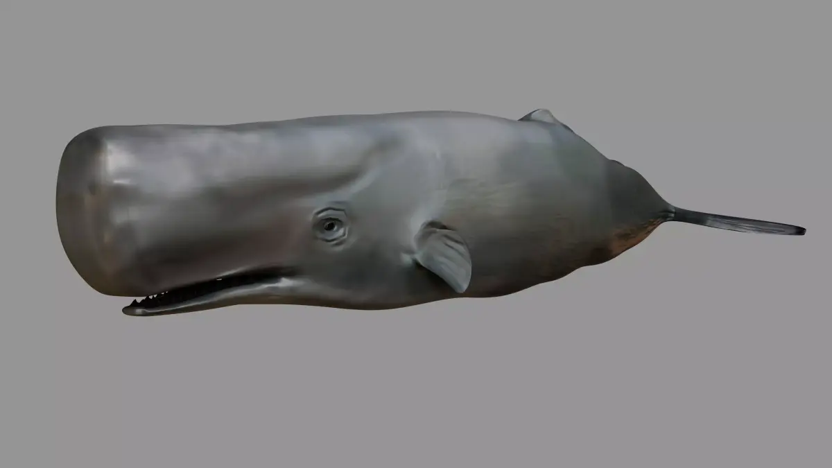 Sperm whale Rigged  Low-poly 3D model