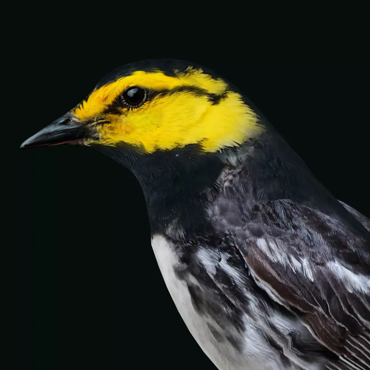 Golden Cheeked Warbler Songbird Low-poly 3D model