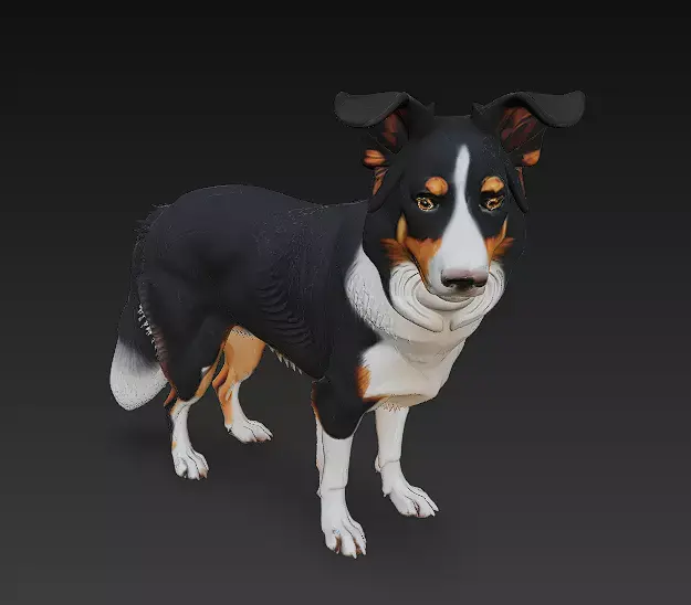 Border Collie Dog Realistic 3D Model - Low Poly Realistic Low-poly 3D model