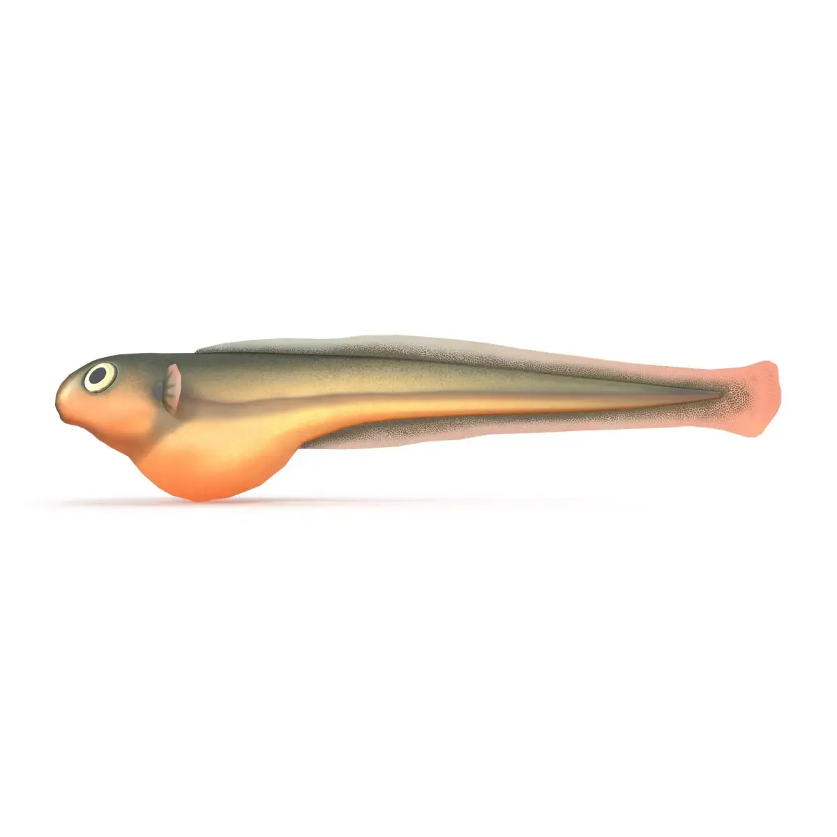 Baby fish Low-poly 3D model
