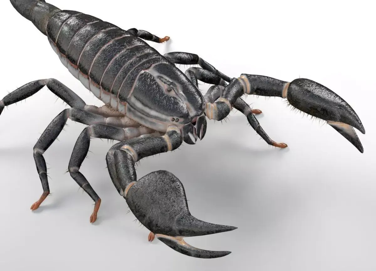 Scorpion insect Low-poly 3D model