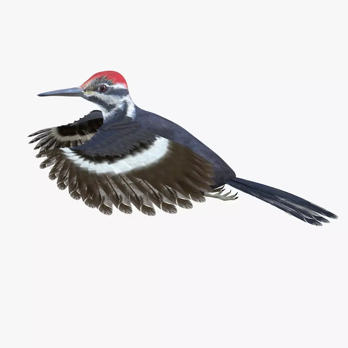 Woodpecker Bird 3d model Low-poly 3D model