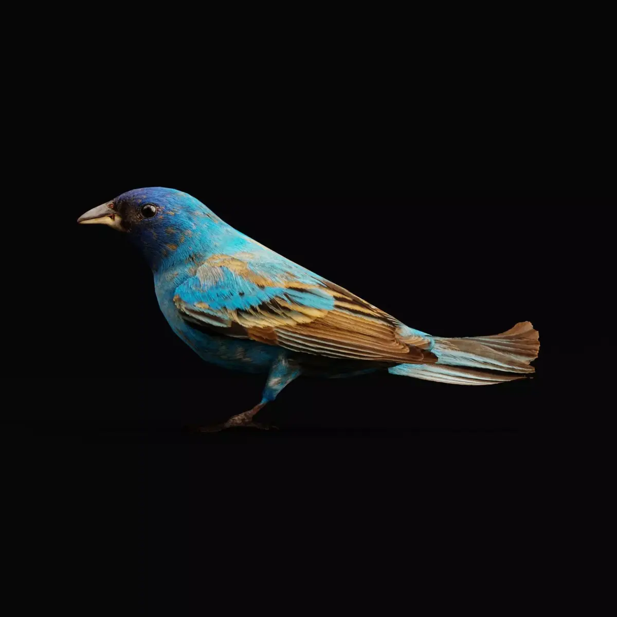 Indigo Bunting Bird 3D model