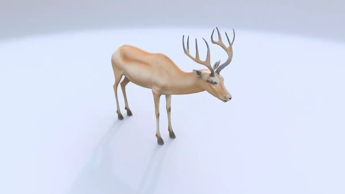 Saiga Antelope 3D model