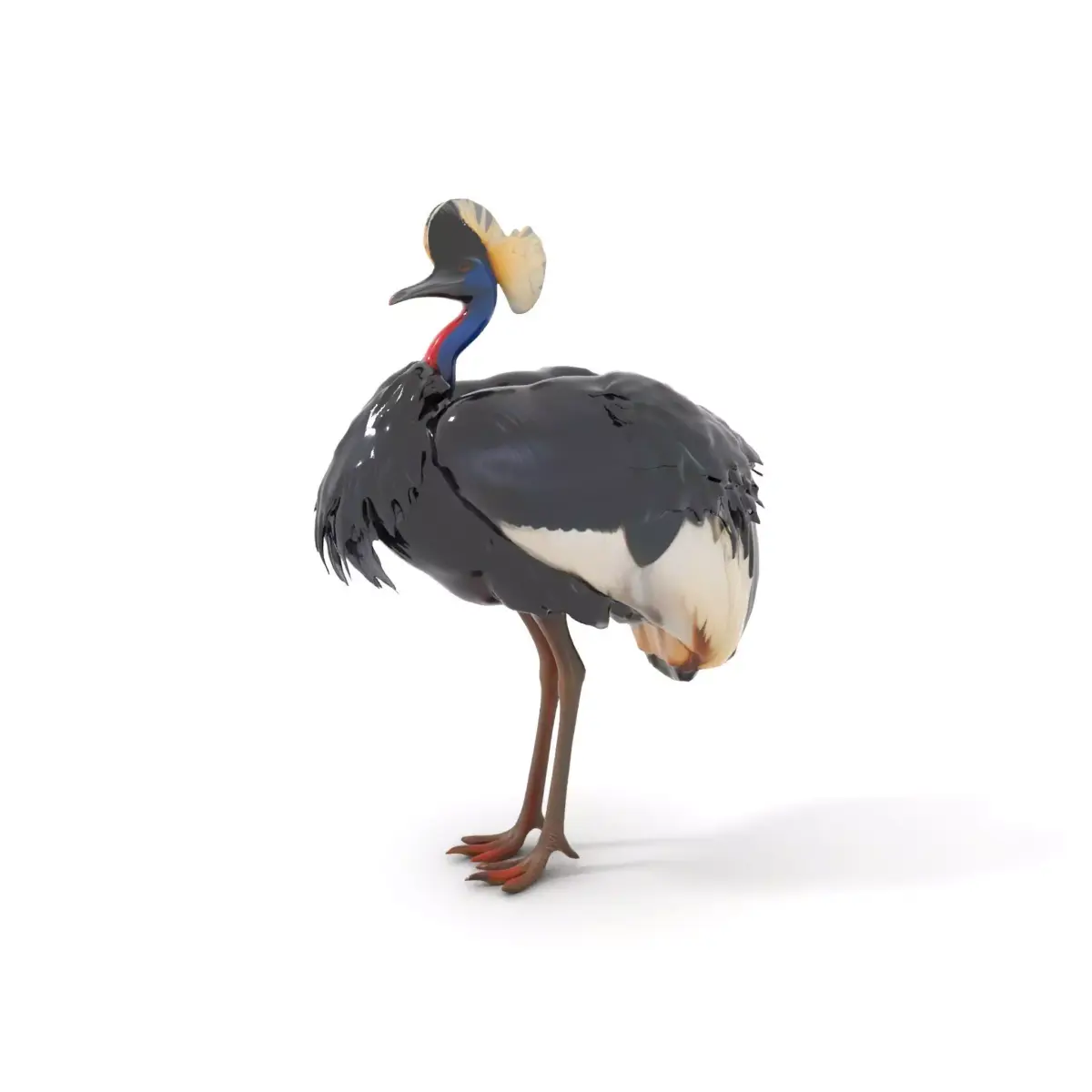 Majestic Gray Crowned Crane model pack Low-poly 3D model