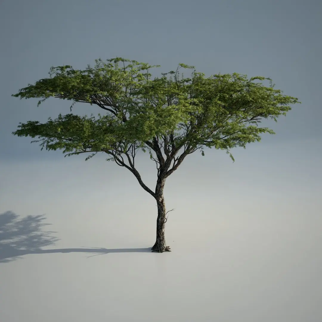 Acacia_01 3D model