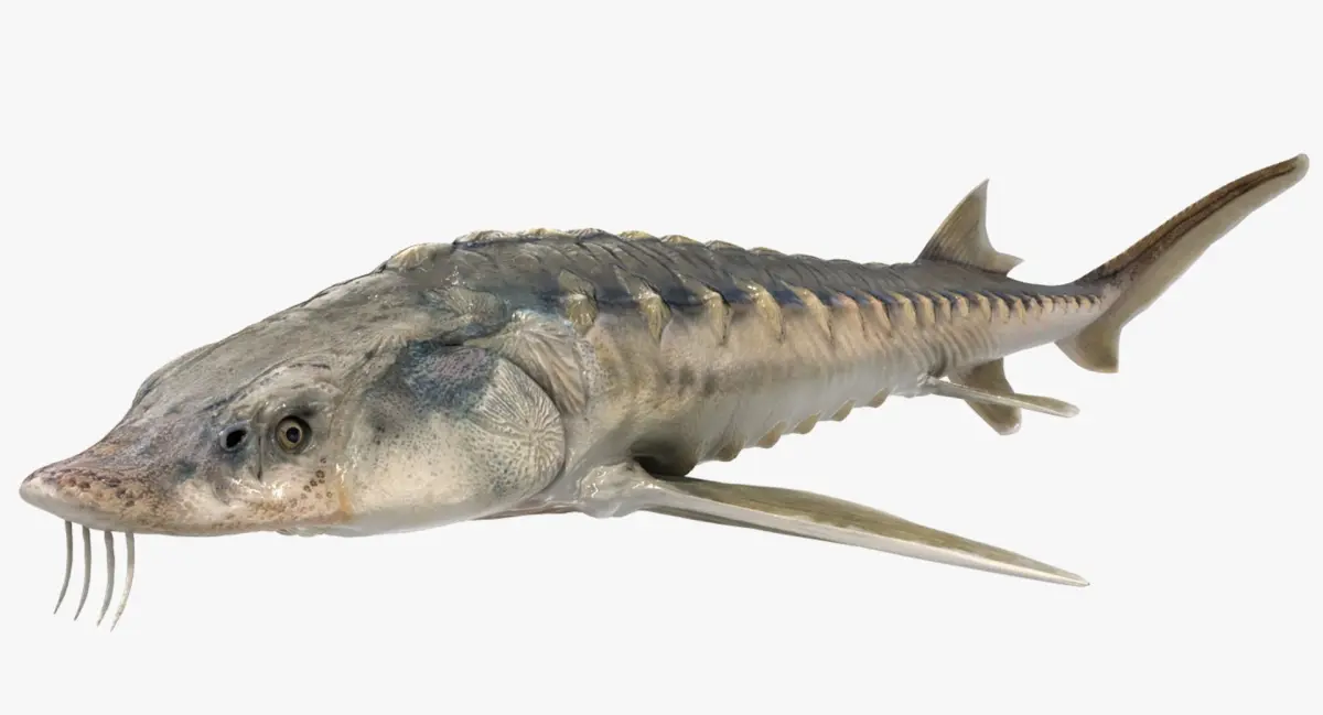 Sturgeon (Animated) 3D model