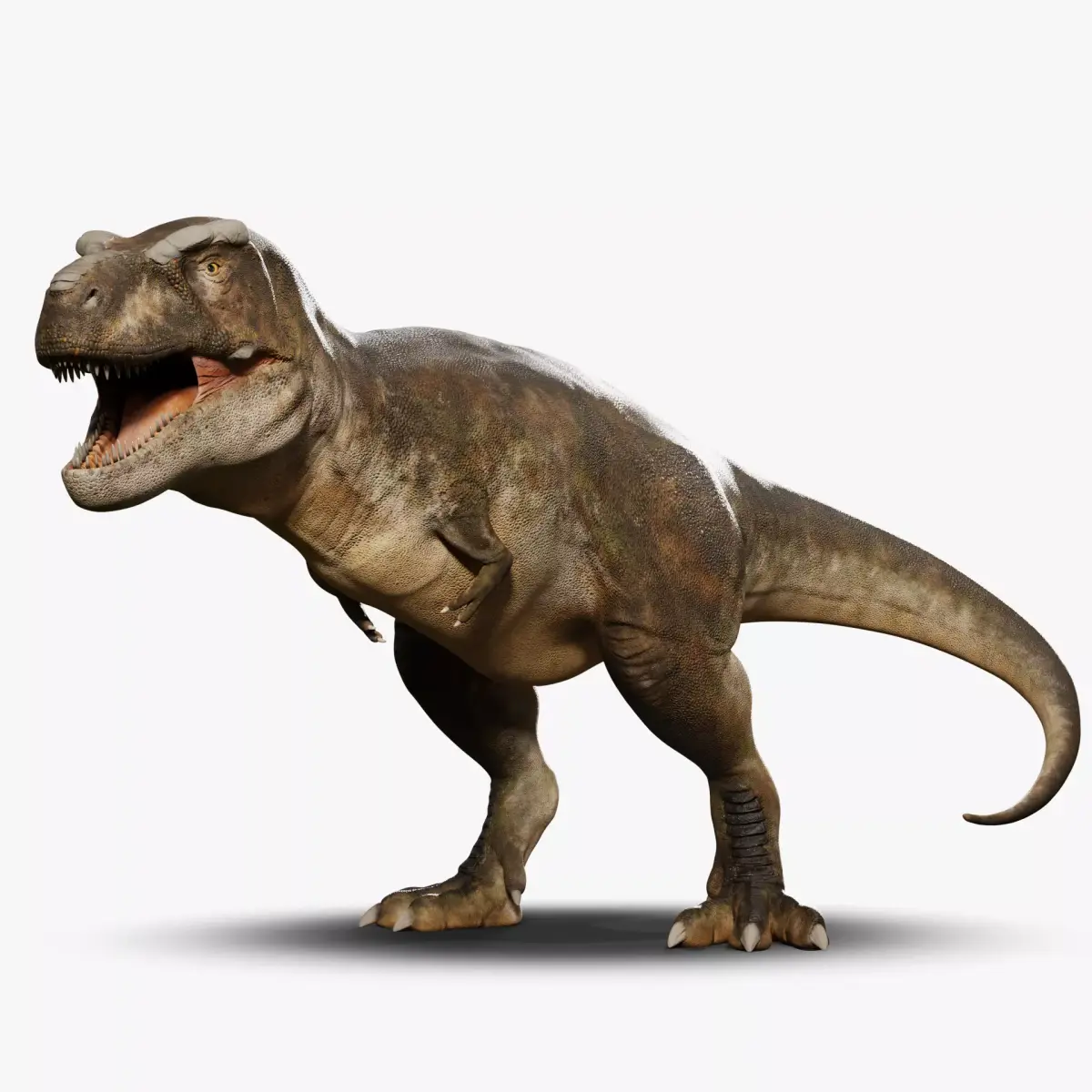 Accurate - Tyrannosaurus rex RIG Low-poly 3D model