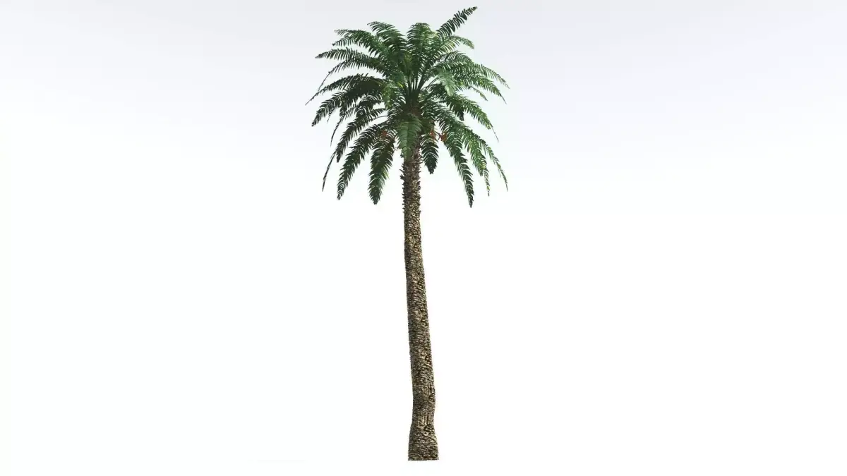 EVERYPlant Date Palm 1 --16 Models-- 3D model