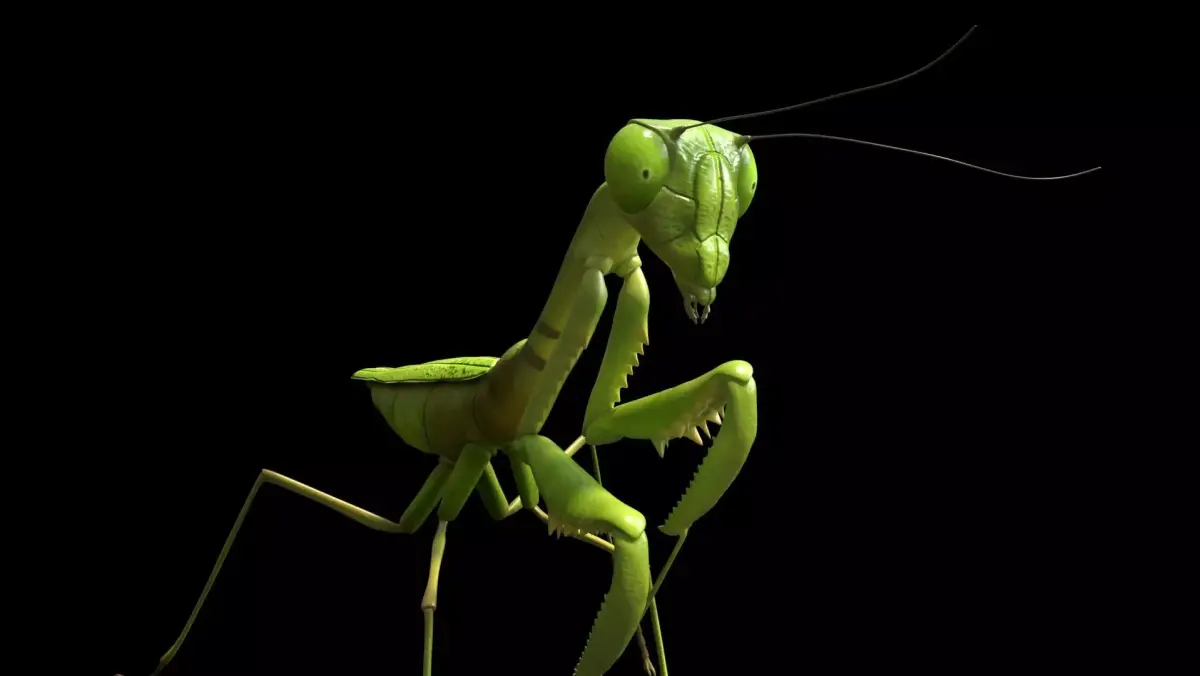 Mantis Grasshopper Low-poly 3D model