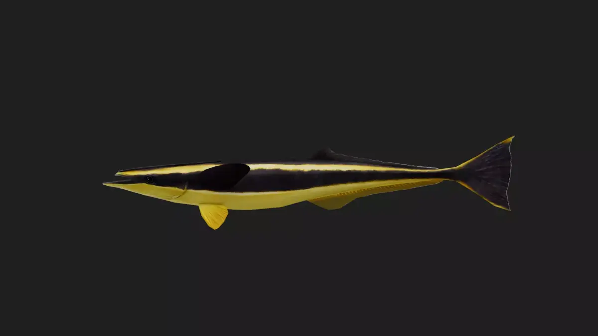 Suckerfish Low-poly 3D model buy