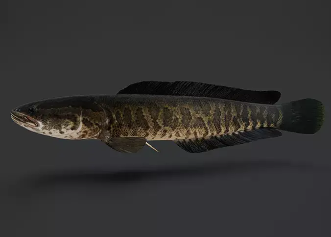 Snakehead fish Animated 3D model